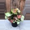 plant/Syngonium Strawberry Cream starter plant growers choice-0-thumbnail