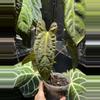 plant/Anthurium Ree Gardens x LongxLongBullet-0-thumbnail