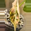 plant/Pink/albo/purple azlannii pup-11-thumbnail
