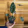 plant/Alocasia Rumple (Growers Choice)-0-thumbnail