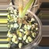 plant/Pink/albo/purple azlannii pup-7-thumbnail