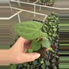 plant/Anthurium ace of spades x dark phoenix starter plant growers choice-5-thumbnail