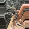 plant/Starry Night Gecko baby - CB-0-thumbnail