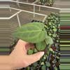 plant/Anthurium ace of spades x dark phoenix starter plant growers choice-4-thumbnail