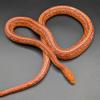 free_shipping/Cherry Amelanistic Corn Snake-0-thumbnail
