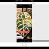 plant/Tri pink wattson corm available-0-thumbnail