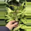 plant/Syngonium Strawberry Cream starter plant growers choice-2-thumbnail