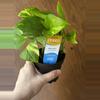 plant/Golden Pothos-0-thumbnail