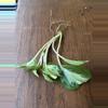 plant/Manjula Pothos rooted cuttings propagation-0-thumbnail