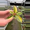 plant/Philodendron Variegated Rojo Congo starter plant growers choice-4-thumbnail