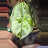 plant/Pink/albo/purple azlannii pup-16-thumbnail