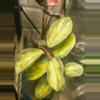 plant/Large argintina princess Hoya-0-thumbnail