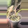 plant/Pink/albo/purple azlannii pup-3-thumbnail
