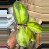 plant/Large argintina princess Hoya-5-thumbnail