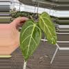 plant/Seed grown anthurium blue papillilaminum x carlablackiae starter plant growers-3-thumbnail