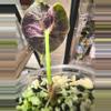 plant/Tri pink wattson corm available-6-thumbnail