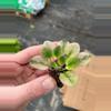 plant/Rob’s argyle socks African violet starter plant growers choice-4-thumbnail