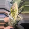 plant/Pink/albo/purple azlannii pup-5-thumbnail