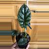 plant/Alocasia Rumple (Growers Choice)-1-thumbnail