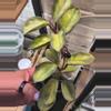 plant/Large argintina princess Hoya-4-thumbnail