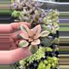 plant/Robs hallucination African Violet starter growers choice-1-thumbnail