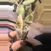 plant/Pink/albo/purple azlannii pup-6-thumbnail