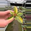 plant/Philodendron Variegated Rojo Congo starter plant growers choice-2-thumbnail