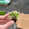 plant/Rob’s argyle socks African violet starter plant growers choice-3-thumbnail