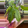 plant/Philodendron Genevievianum-0-thumbnail