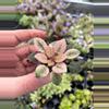 plant/Robs hallucination African Violet starter growers choice-2-thumbnail