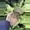 plant/Syngonium Strawberry Cream starter plant growers choice-1-thumbnail