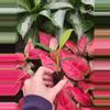 plant/spathoglottis mellow yellow starter plant growers choice-3-thumbnail