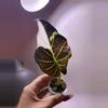 plant/✨Alocasia Regal Shield Albo/Pink/Purple✨-1-thumbnail