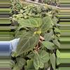 plant/Seed grown anthurium Minahasa X blue papillilaminum starter plant growers choice-4-thumbnail