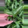 plant/Dieffenbachia Cougar starter plant growers choice-0-thumbnail