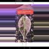 plant/Tri pink wattson corm available-2-thumbnail