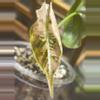 plant/Pink/albo/purple azlannii pup-13-thumbnail