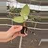 plant/Seed grown anthurium blue papillilaminum x carlablackiae starter plant growers-7-thumbnail