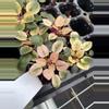 plant/Robs hallucination African Violet starter growers choice-3-thumbnail