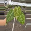 plant/Seed grown anthurium blue papillilaminum x carlablackiae starter plant growers-4-thumbnail