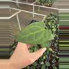 plant/Anthurium ace of spades x dark phoenix starter plant growers choice-3-thumbnail