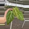 plant/Seed grown anthurium blue papillilaminum x carlablackiae starter plant growers-1-thumbnail