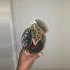 plant/Alocasia Cuprea 'Red Secret' in 4 inch pot.-0-thumbnail