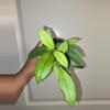 plant/Hoya Crassipetiola in 4 inch pot.-0-thumbnail
