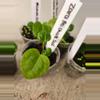 plant/Zara Michelle x Self 2-3 leaf seedling-1-thumbnail