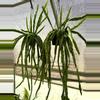 plant/XL Rhipsalis Hurricane-1-thumbnail