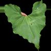 plant/Anthurium rionegrense (Rio Negro, Chiapas) 2x seedlings.-0-thumbnail