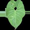 plant/Anthurium rionegrense (Rio Negro, Chiapas) 2x seedlings.-4-thumbnail