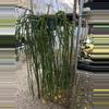 plant/XL Huperzia Hang Hong (long)-1-thumbnail