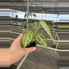 plant/Seed grown anthurium silver chrome X dorayaki silver starter plant growers choic-6-thumbnail